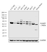 NAMPT Antibody in Western Blot (WB)