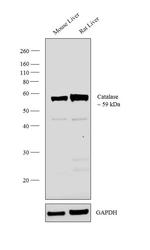 Catalase Antibody in Western Blot (WB)