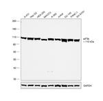 eIF3b Antibody in Western Blot (WB)
