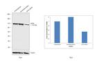 eIF3b Antibody in Western Blot (WB)
