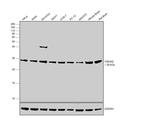 14-3-3 zeta Antibody in Western Blot (WB)