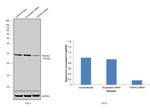 14-3-3 zeta Antibody in Western Blot (WB)