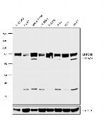 LRRC4B Antibody in Western Blot (WB)