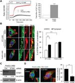 STIM1 Antibody in Western Blot, Immunocytochemistry (WB, ICC/IF)