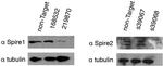 SPIRE2 Antibody in Western Blot (WB)