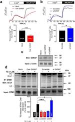TMEM66 Antibody in Western Blot (WB)