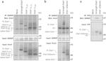 TMEM66 Antibody in Western Blot, Immunoprecipitation (WB, IP)