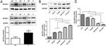 BCORL1 Antibody in Western Blot (WB)