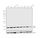 PRDX6 Antibody in Western Blot (WB)