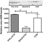 Adrenomedullin Antibody in Western Blot (WB)