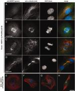 WDR73 Antibody in Immunocytochemistry (ICC/IF)