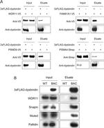 BRWD2 Antibody in Western Blot (WB)