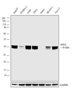 PON2 Antibody in Western Blot (WB)