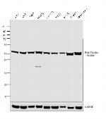 beta Tubulin Antibody in Western Blot (WB)
