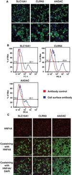 CLRN3 Antibody in Immunocytochemistry, Flow Cytometry (ICC/IF, Flow)
