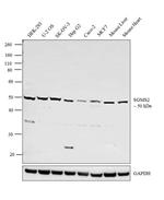 SGMS2 Polyclonal Antibody