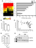 KRT78 Antibody in Western Blot (WB)