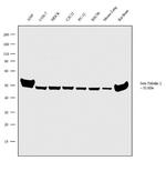 beta Tubulin 2 Antibody in Western Blot (WB)