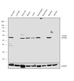 HTR2C Antibody