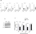 ETV1 Antibody in Western Blot (WB)
