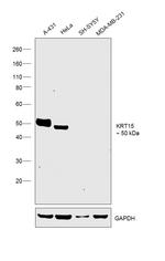 Cytokeratin 15 Antibody in Western Blot (WB)