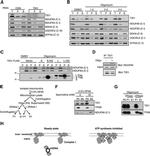 TID1 Antibody in Immunoprecipitation (IP)