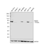 TRIM25 Antibody in Western Blot (WB)