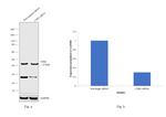 CD82 Antibody