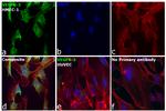 VEGF Receptor 3 Antibody in Immunocytochemistry (ICC/IF)