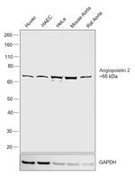 Angiopoietin 2 Polyclonal Antibody