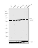 CD73 Antibody in Western Blot (WB)