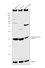 Ferritin Light Chain Antibody in Western Blot (WB)