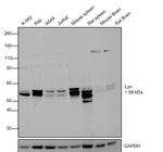Lyn Antibody in Western Blot (WB)