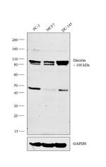 Decorin Antibody in Western Blot (WB)
