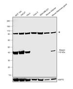Maspin Antibody in Western Blot (WB)