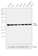 LDHA Antibody in Western Blot (WB)