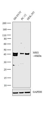 MSI1 Antibody in Western Blot (WB)