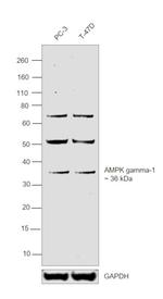 AMPK gamma-1 Polyclonal Antibody
