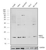 NME2 Polyclonal Antibody