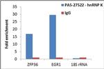 hnRNP K Antibody in RNA Immunoprecipitation (RIP)