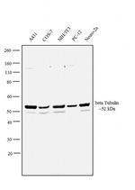 beta Tubulin 2 Antibody in Western Blot (WB)
