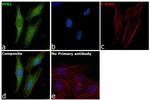 Profilin 1 Antibody in Immunocytochemistry (ICC/IF)
