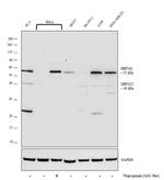 XBP1 Antibody in Western Blot (WB)