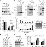 Mu-Calpain Antibody in Western Blot (WB)