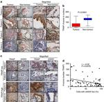 TRIP Antibody in Immunohistochemistry (IHC)