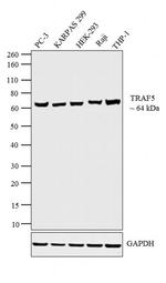 TRAF5 Antibody in Western Blot (WB)