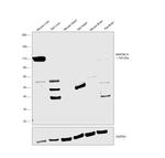 NIK Polyclonal Antibody