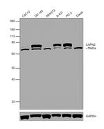 Calpain 2 Antibody in Western Blot (WB)