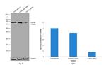 Calpain 2 Antibody in Western Blot (WB)