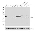UGP2 Antibody in Western Blot (WB)